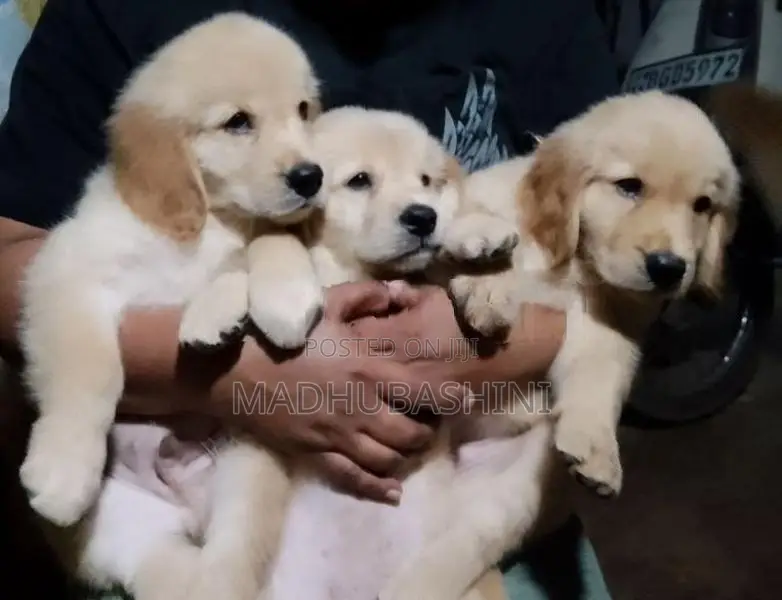 Golden Retriever Puppies
