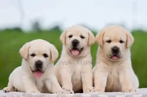 Labrador puppies (pure breed)