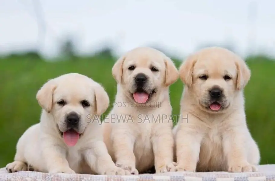 Labrador puppies (pure breed)