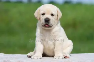 Labrador puppies (pure breed)