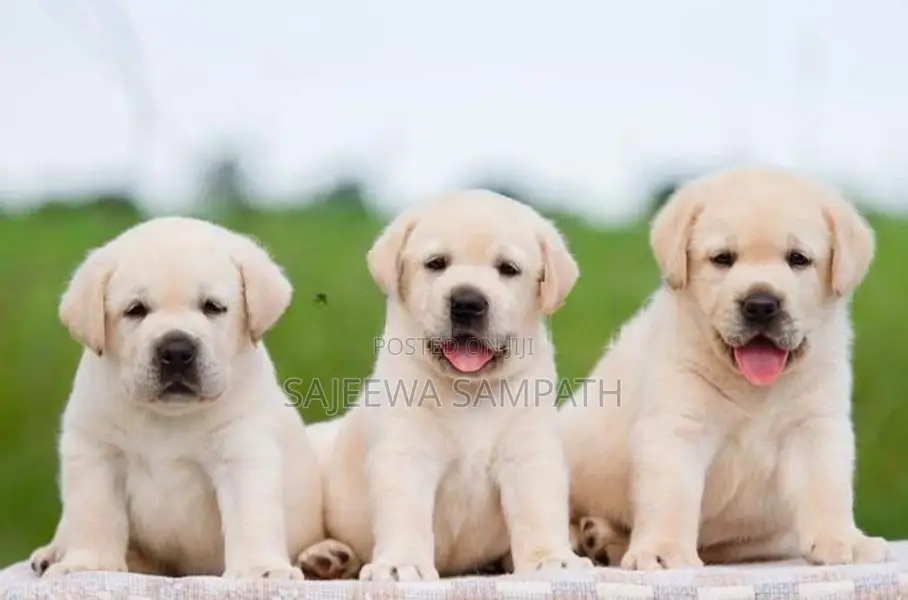 Labrador puppies (pure breed)