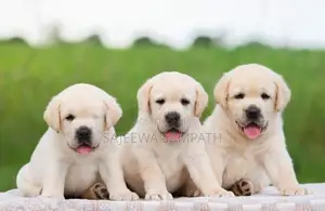 Labrador puppies (pure breed)