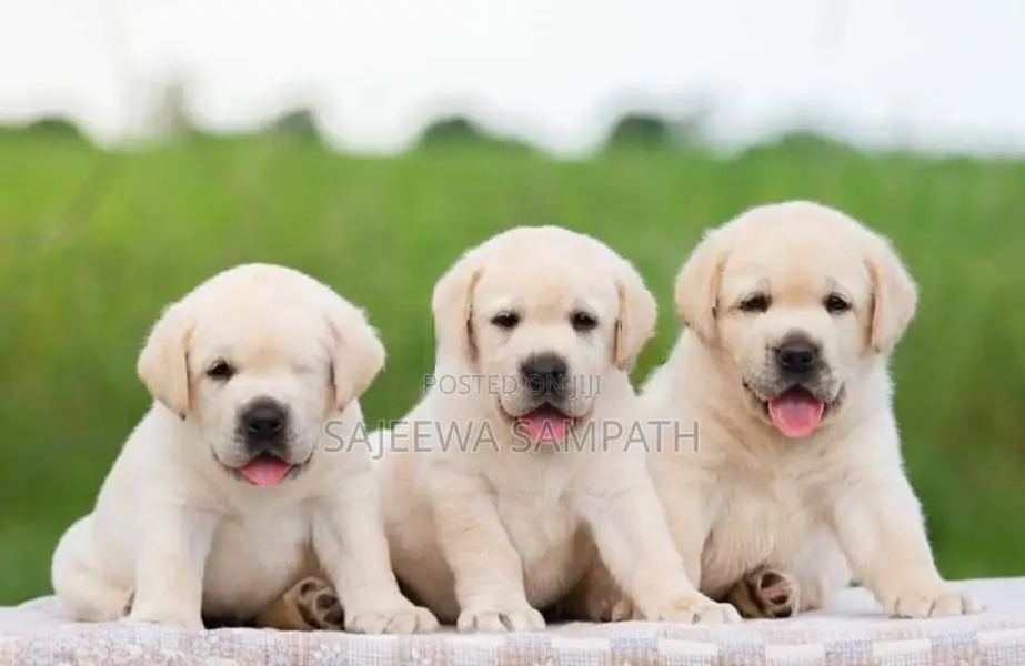 Labrador puppies (pure breed)