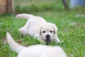 Labrador puppies (pure breed)