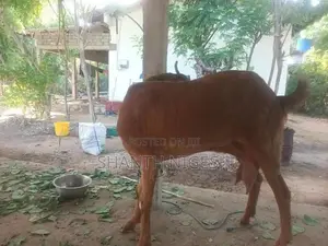 Valarppu Aadu