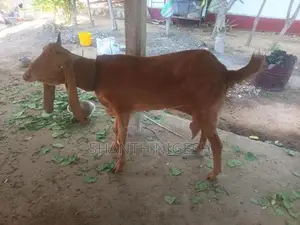 Valarppu Aadu