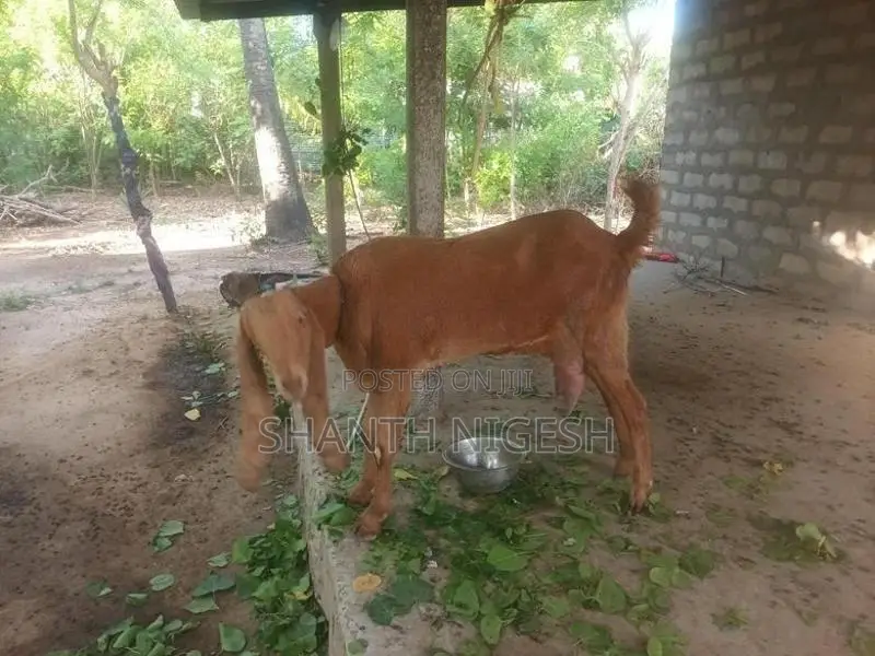 Valarppu Aadu