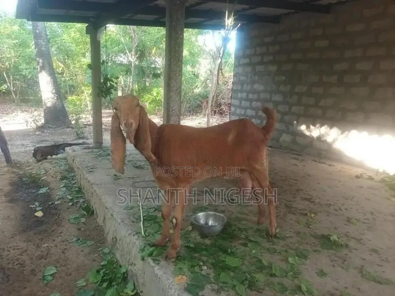 Valarppu Aadu