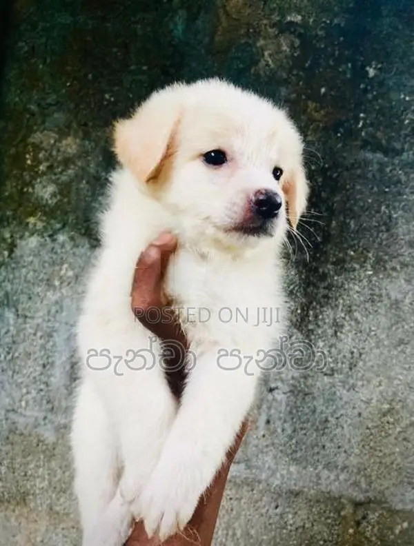 Japanese Spitz Puppy