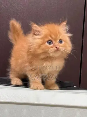 Pure Ginger Doll Face Kitten