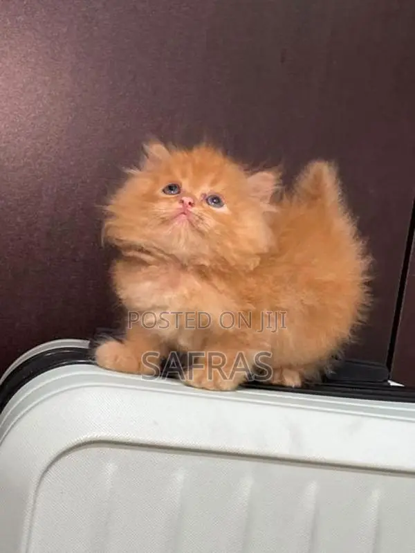 Pure Ginger Doll Face Kitten