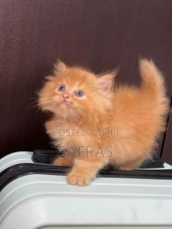Pure Ginger Doll Face Kitten