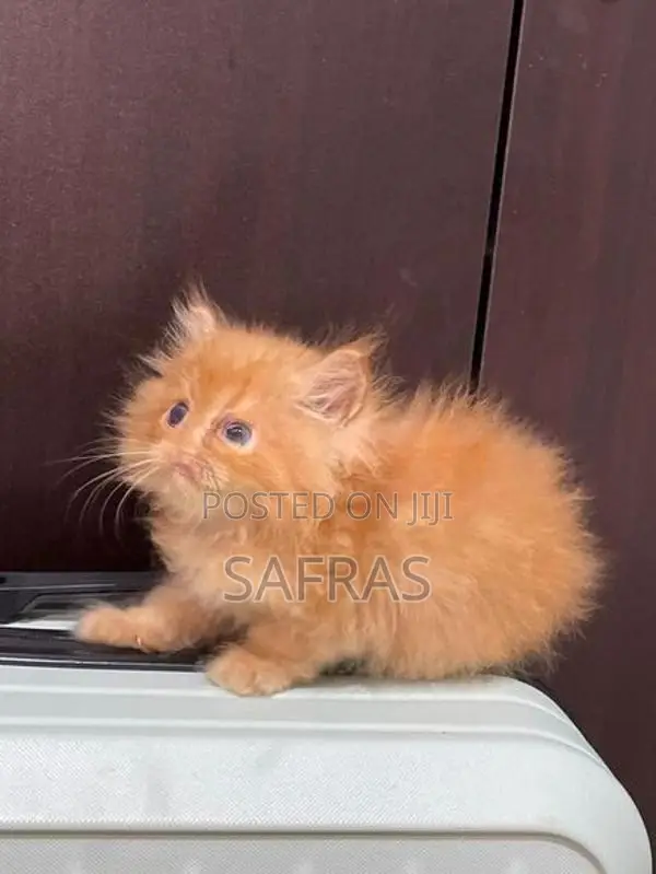 Pure Ginger Doll Face Kitten
