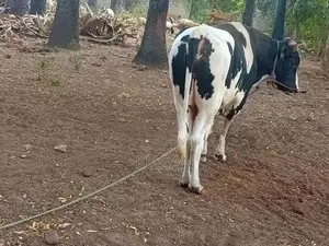 மாடுகள்