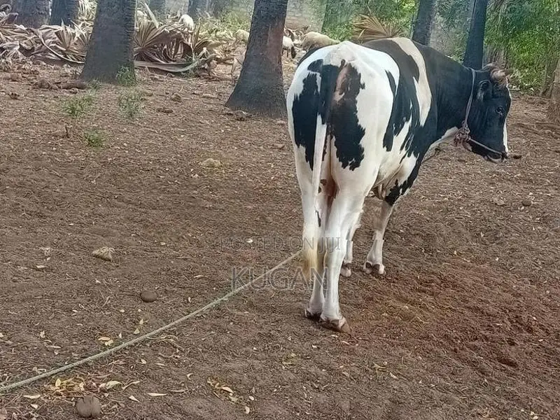 மாடுகள்
