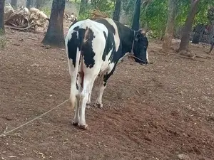 மாடுகள்