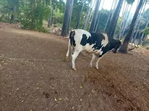 மாடுகள்