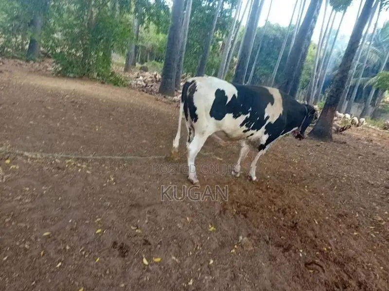 மாடுகள்