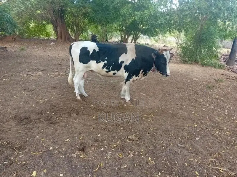 மாடுகள்