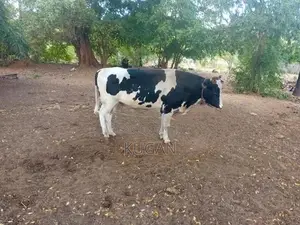 மாடுகள்