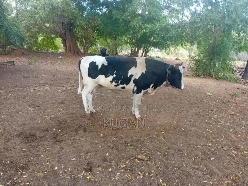 மாடுகள்