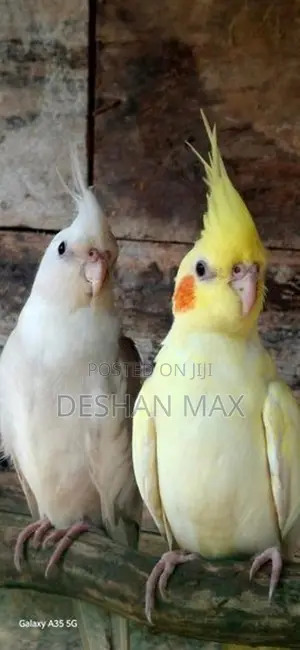 Lutino Cockatiel Breeding Pair
