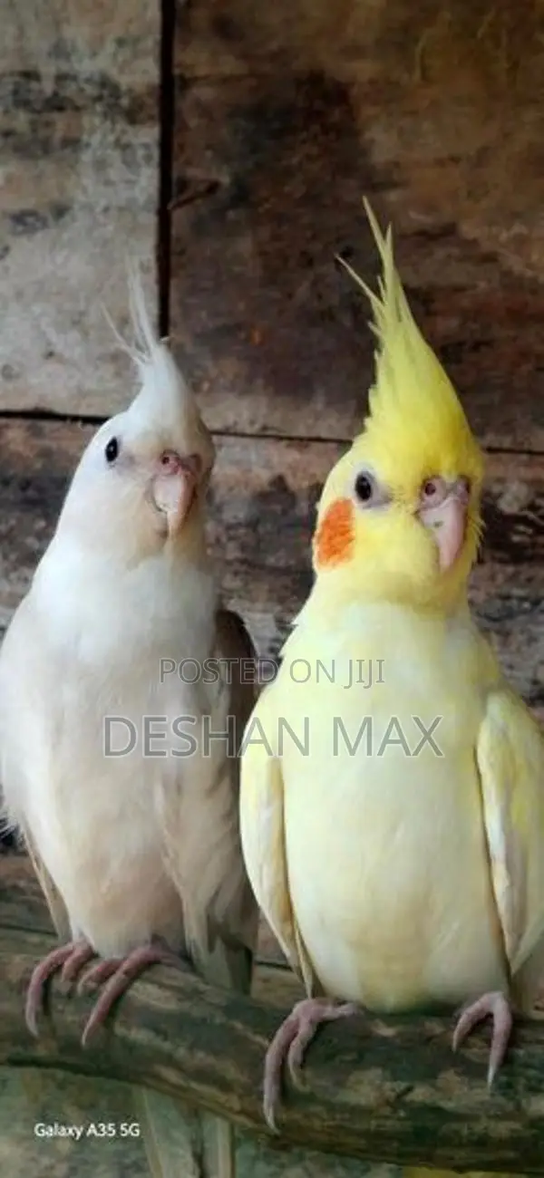 Lutino Cockatiel Breeding Pair