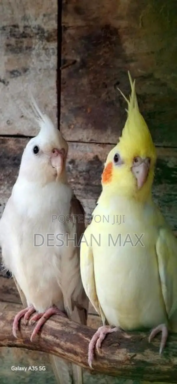 Lutino Cockatiel Breeding Pair