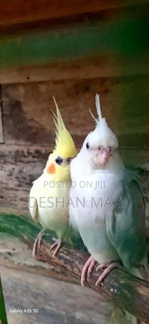 Lutino Cockatiel Breeding Pair
