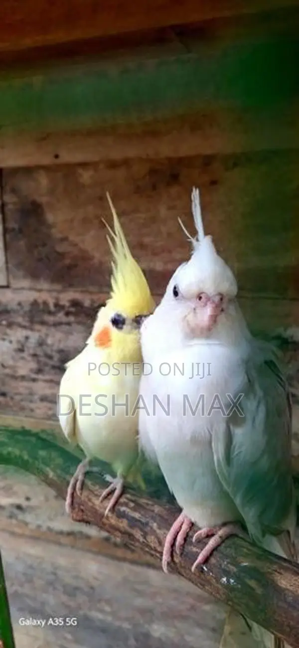 Lutino Cockatiel Breeding Pair