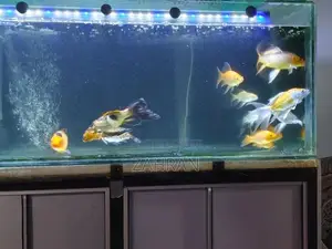 Koi Carp Fish