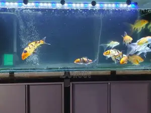 Koi Carp Fish
