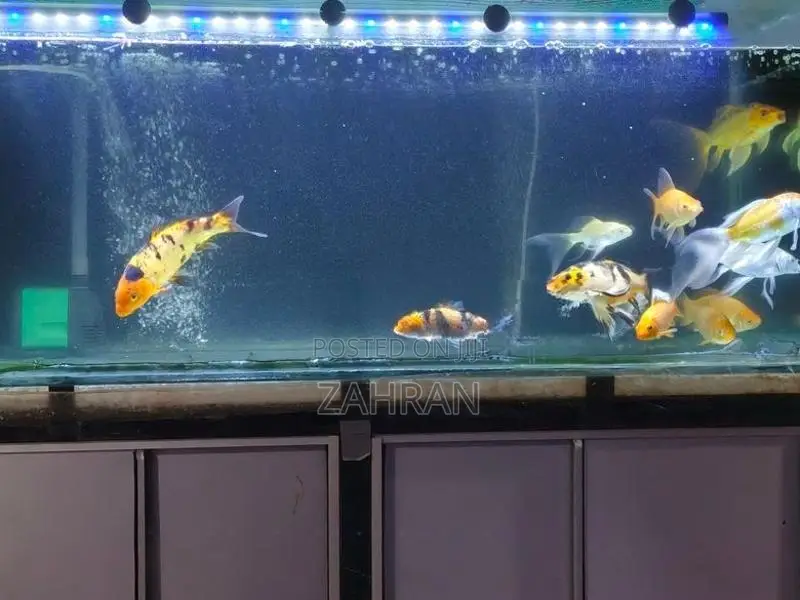 Koi Carp Fish