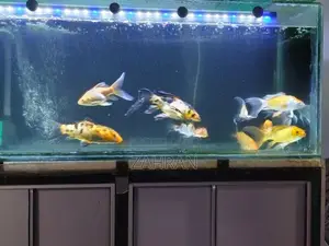 Koi Carp Fish