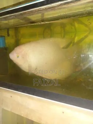 Giant Gourami