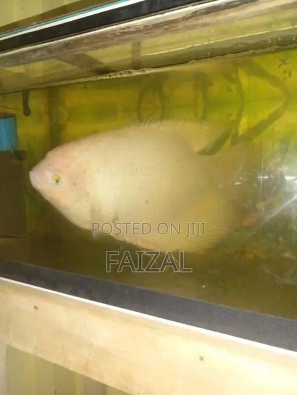 Giant Gourami