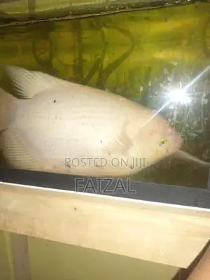 Giant Gourami
