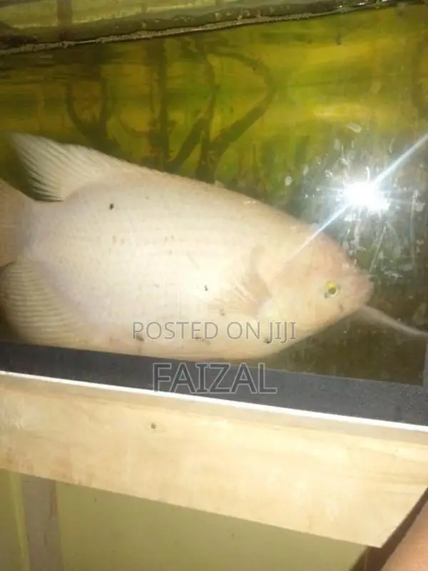 Giant Gourami