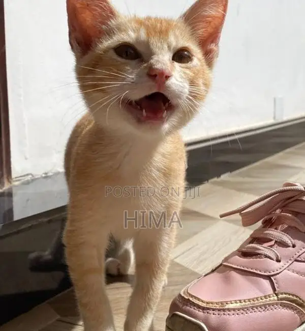 Tiny Kitten Male