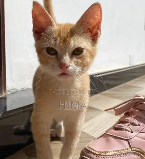 Tiny Kitten Male