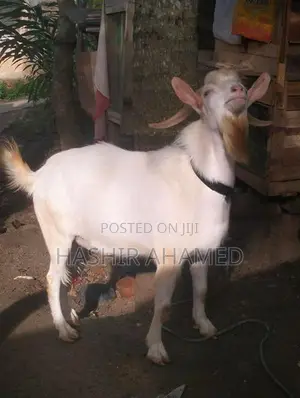 Sanaan Male Goat