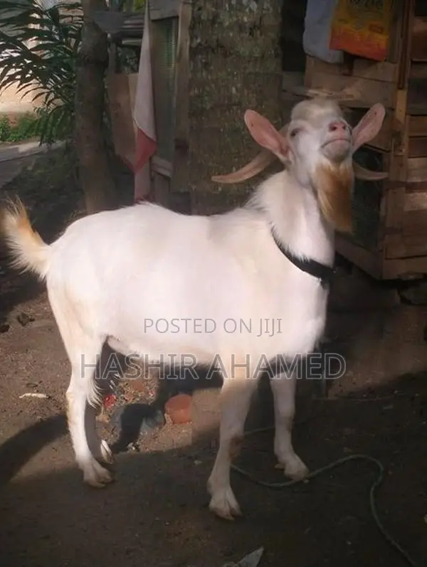 Sanaan Male Goat