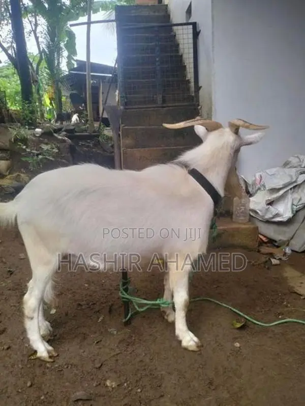 Sanaan Male Goat