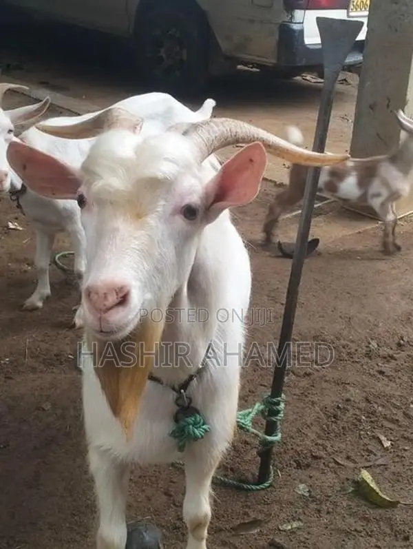 Sanaan Male Goat
