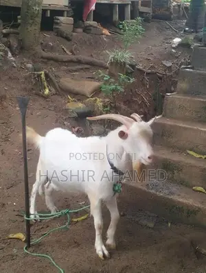 Sanaan Male Goat