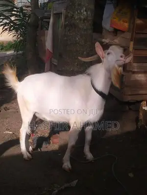 Sanaan Male Goat