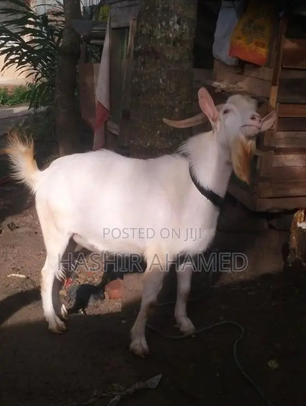 Sanaan Male Goat