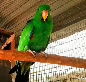 Eclectus Birds