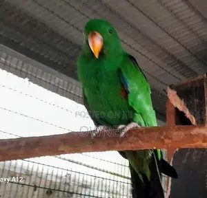 Eclectus Birds