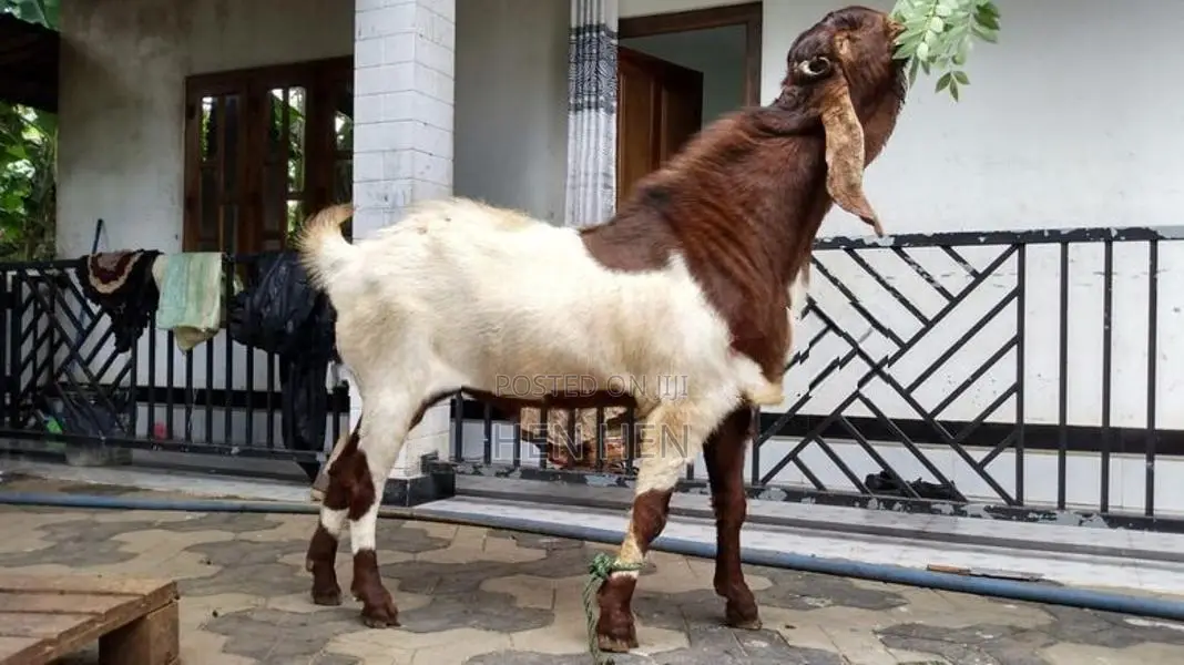 கிடாய்